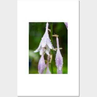 Hosta Posters and Art